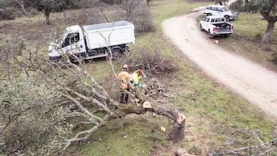 Labores de prevención en el monte de Boadilla