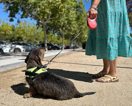 Majadahonda recuerda que está prohibido llevar a los perros sueltos por el municipio